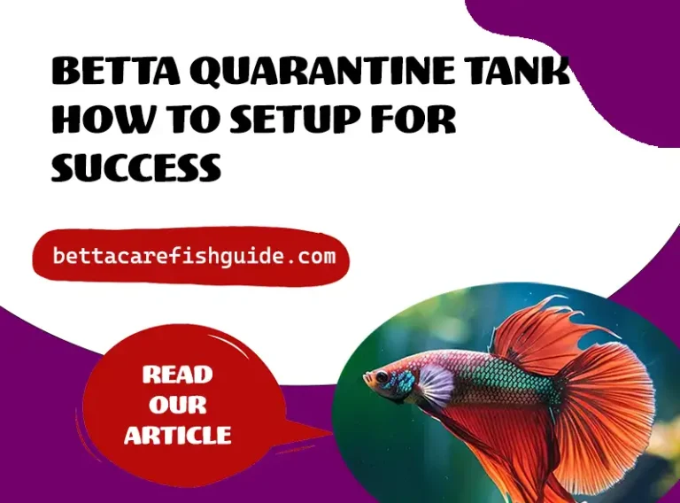 betta quarantine tank how to setup for success