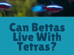 Can Bettas Live With Tetras