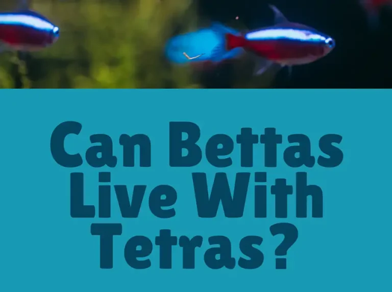 Can Bettas Live With Tetras