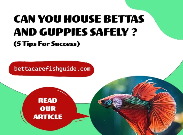 can you house bettas and guppies safely