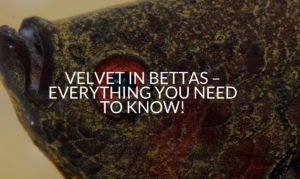 Velvet In Bettas – Everything You Need To Know!