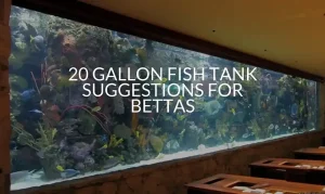 20 Gallon Fish Tank Suggestions For Bettas