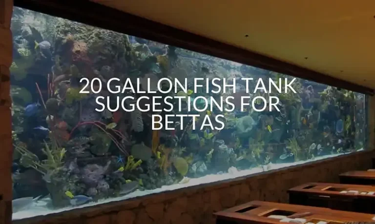 20 Gallon Fish Tank Suggestions For Bettas