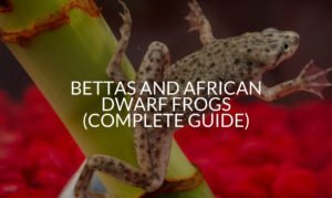 Bettas And African Dwarf Frogs (Complete Guide)