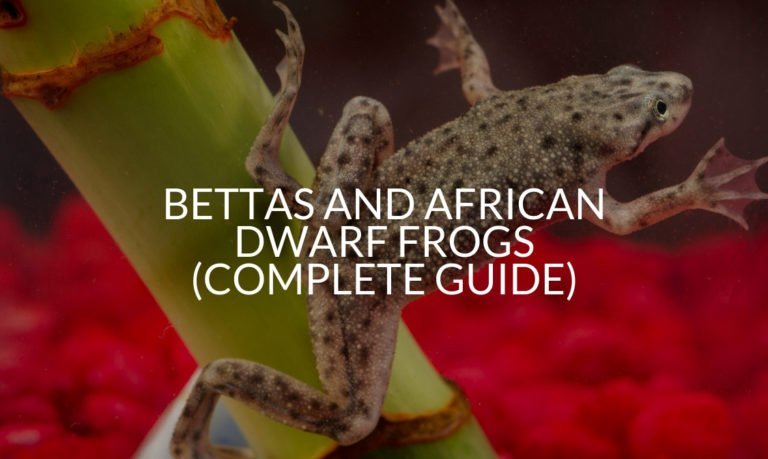 Bettas And African Dwarf Frogs (Complete Guide)