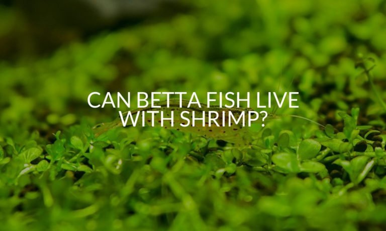Can Betta Fish Live With Shrimp_