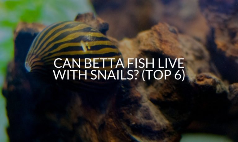 Can Betta Fish Live With Snails (Top 6)