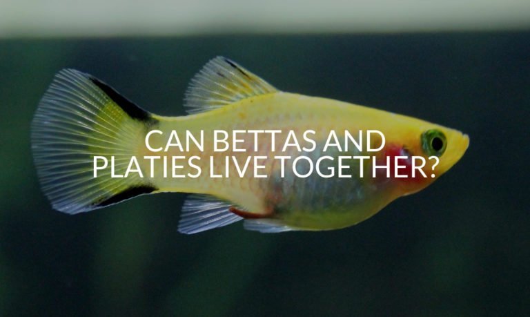 Can Bettas And Platies Live Together_