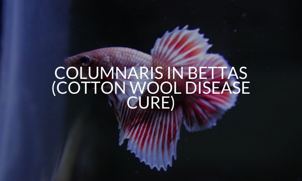 Swim Bladder Disease In Bettas (3 Best Cures) Betta Care Fish Guide