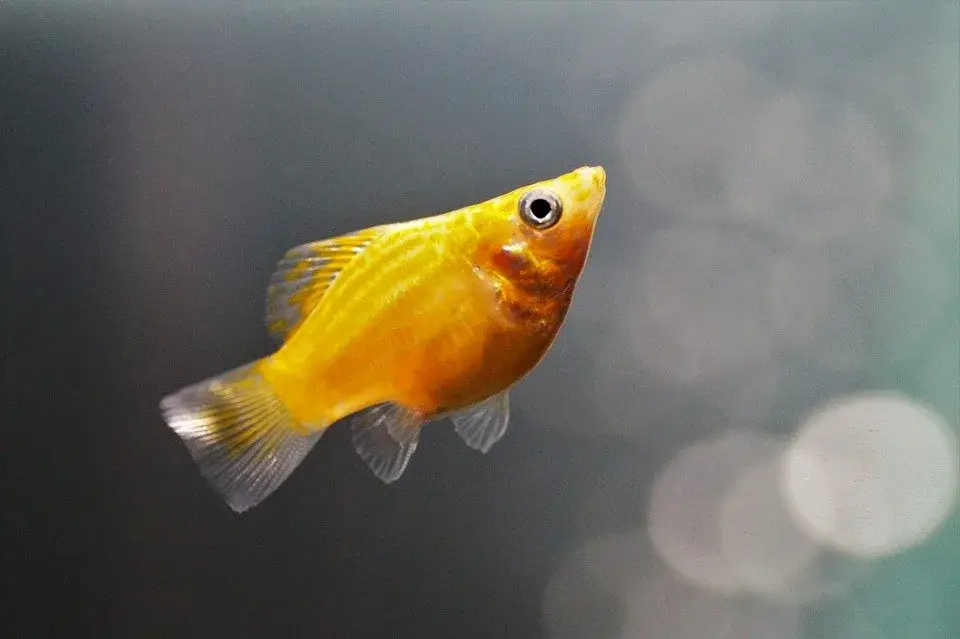 Freshwater Balloon Fishy Molly Aquarium Gold