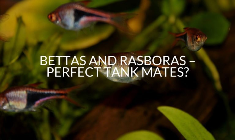 Bettas And Rasboras – Perfect Tank Mates_
