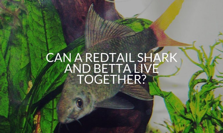 Can A Redtail Shark And Betta Live Together_