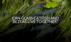 Can Glass Catfish And Bettas Live Together