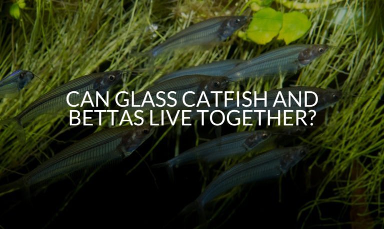 Can Glass Catfish And Bettas Live Together