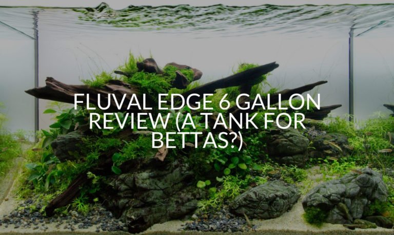 Fluval Edge 6 Gallon Review (A Tank For Bettas?)
