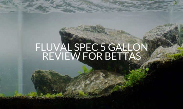 Fluval Spec 5 Gallon Review For Bettas