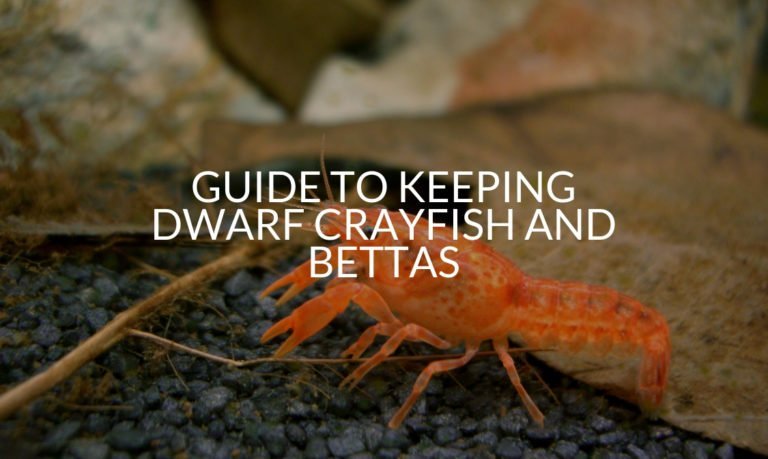 Guide To Keeping Dwarf Crayfish And Bettas