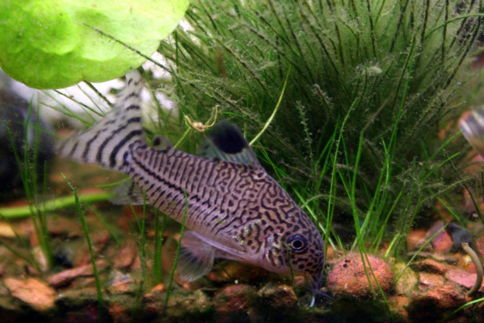 Corydoras Catfish And Bettas Ultimate Tank Mate Guide