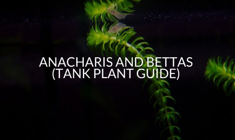 Anacharis And Bettas (Tank Plant Guide) (1)