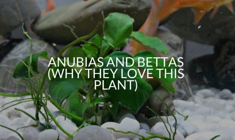 Anubias And Bettas (Why They Love This Plant)