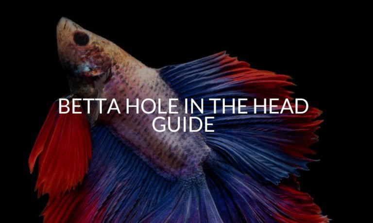Betta Hole In The Head Guide