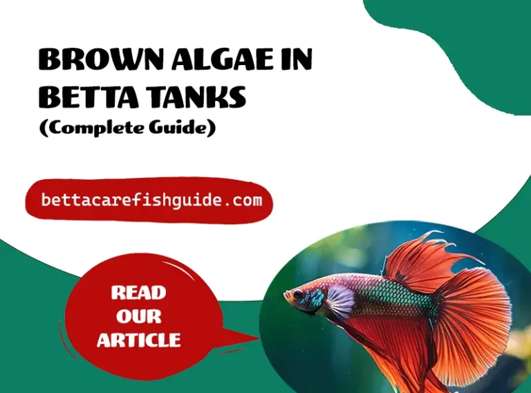 brown algae in betta tanks