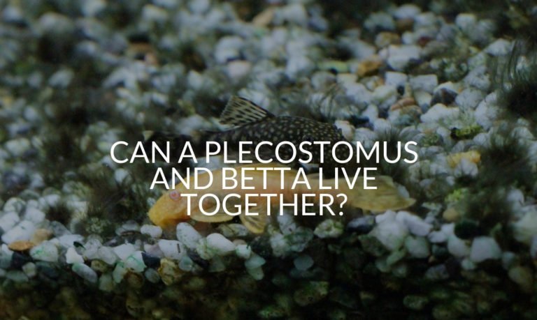 Can A Plecostomus And Betta Live Together_
