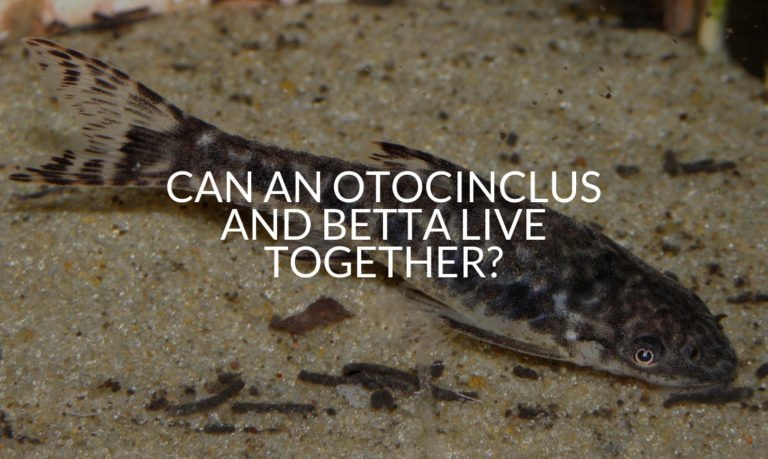 Can An Otocinclus And Betta Live Together_