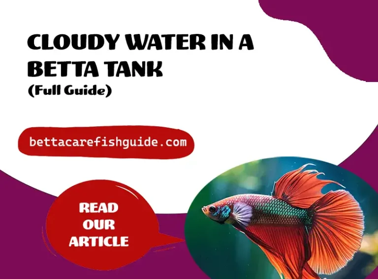 cloudy water in a betta tank