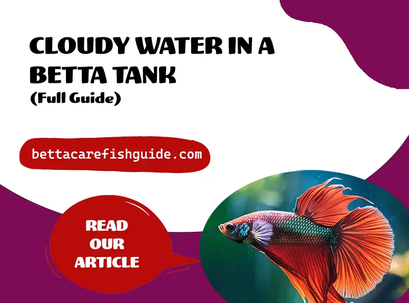 Cloudy Water In a Betta Tank (Full Guide)
