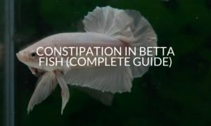Constipation In Betta Fish (Complete Guide)