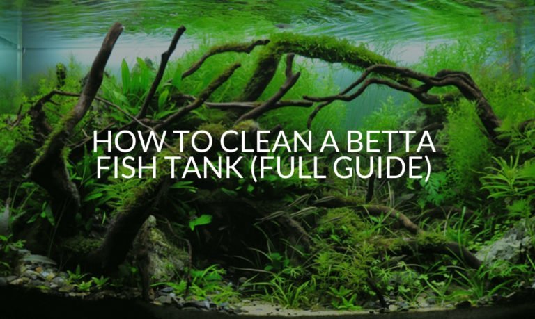 HOW TO CLEAN A BETTA FISH TANK (FULL GUIDE) (1)