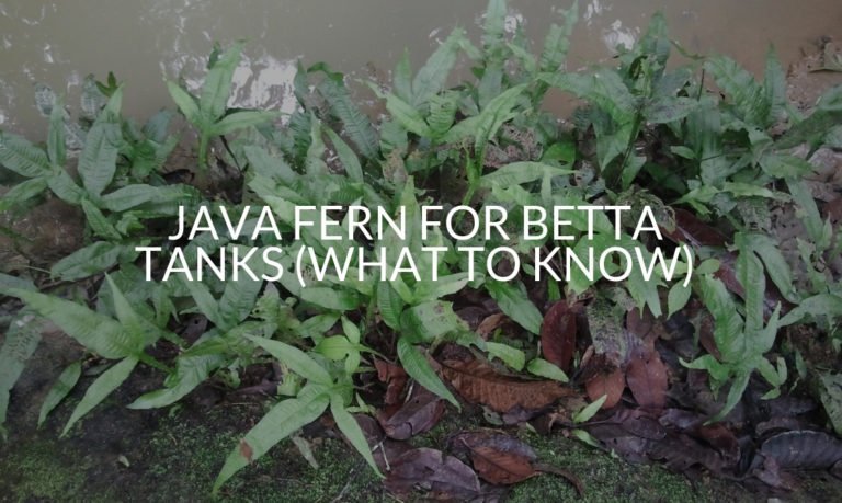 Java Fern For Betta Tanks (What To Know)