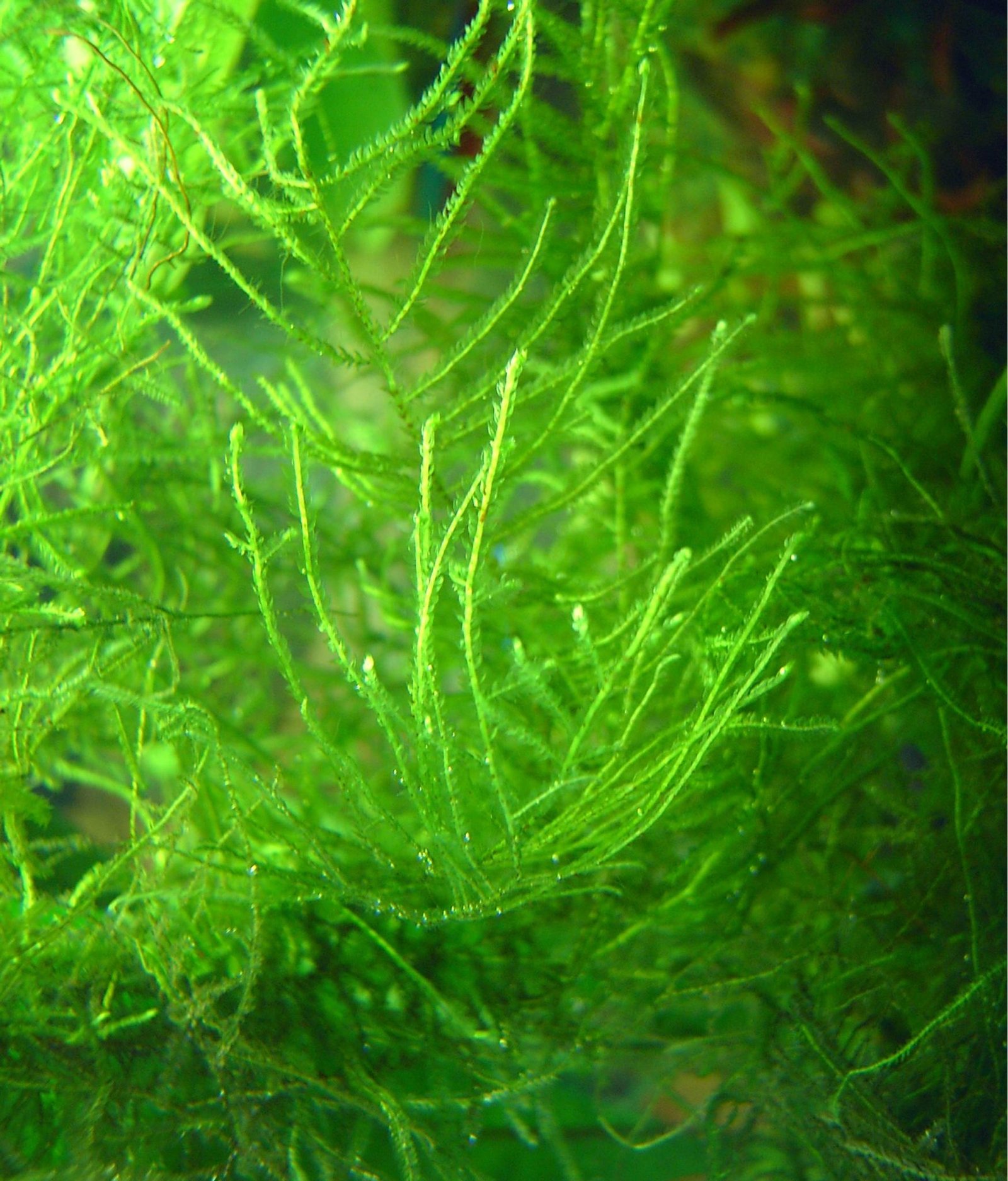 Java Moss For Betta Fish (Is It Good?)