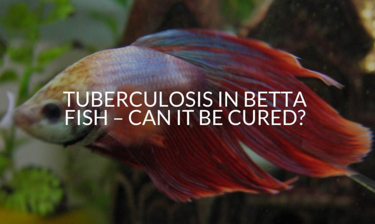 Tuberculosis In Betta Fish – Can It Be Cured_