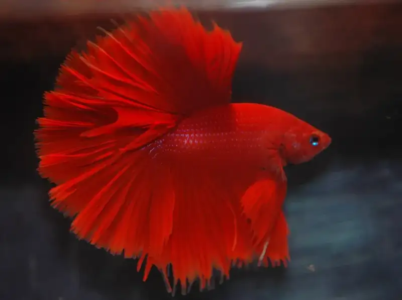 red betta fish