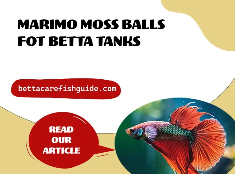 marimo moss balls for betta tanks