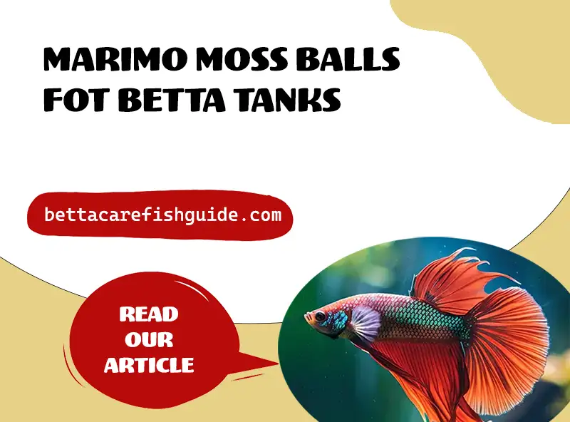 Marimo Moss Balls For Betta Tanks