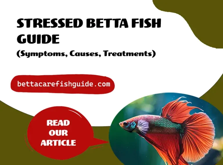 stressed betta fish guide