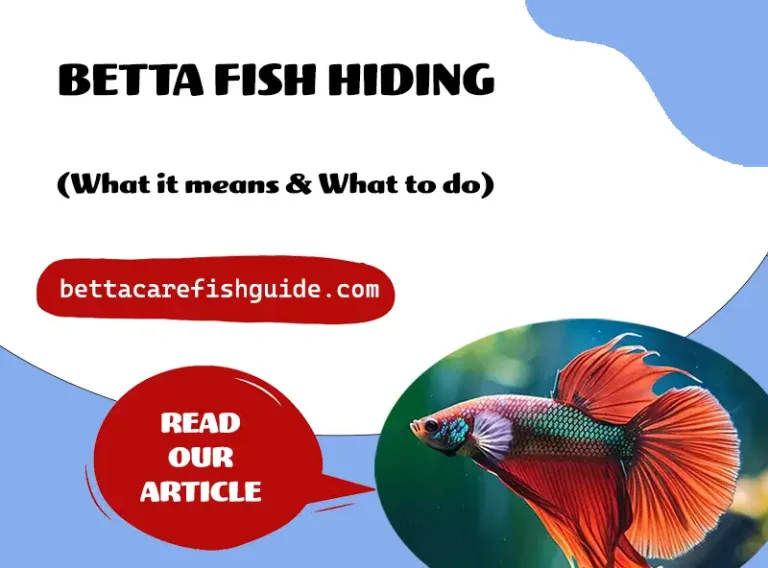 Betta Fish Hiding (What It Means & What To Do)