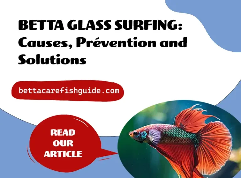 betta glass surfing