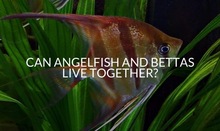 Can Angelfish And Bettas Live Together_
