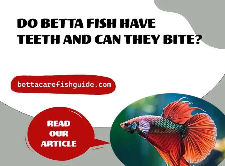 do betta fish have teeth and can they bite ?