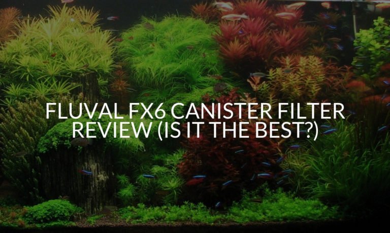 Fluval Fx6 Canister Filter Review (Is It The Best?)