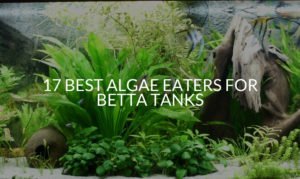17 Best Algae Eaters For Betta Tanks