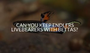 Can You Keep Endlers Livebearers With Bettas_ (What To Do)