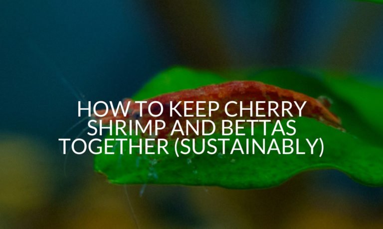 How To Keep Cherry Shrimp And Bettas Together (Sustainably)