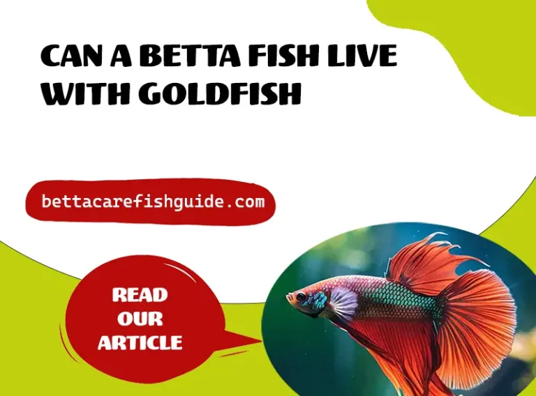 can a betta fish live with goldfish ?