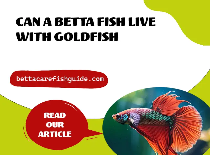 Can A Betta Fish Live With Goldfish?