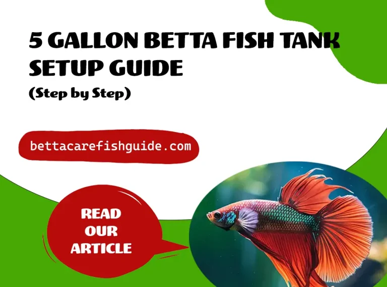 5 gallon betta fish tank setup guide